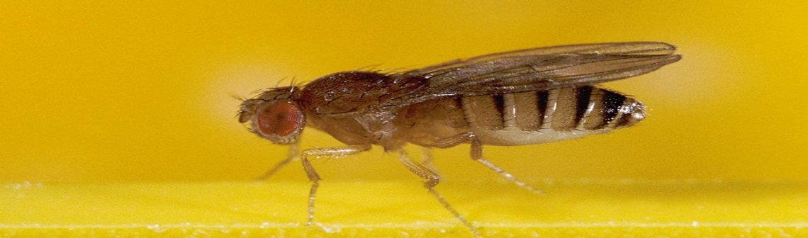 L’intelligence artificielle, une aide à la conception des robots mouche - Actualités Techniques de l'Ingénieur https://www.techniques-ingenieur.fr/actualite/articles/lintelligence-artificielle-une-aide-a-la-conception-des-robots-mouche-72436/ … #IA