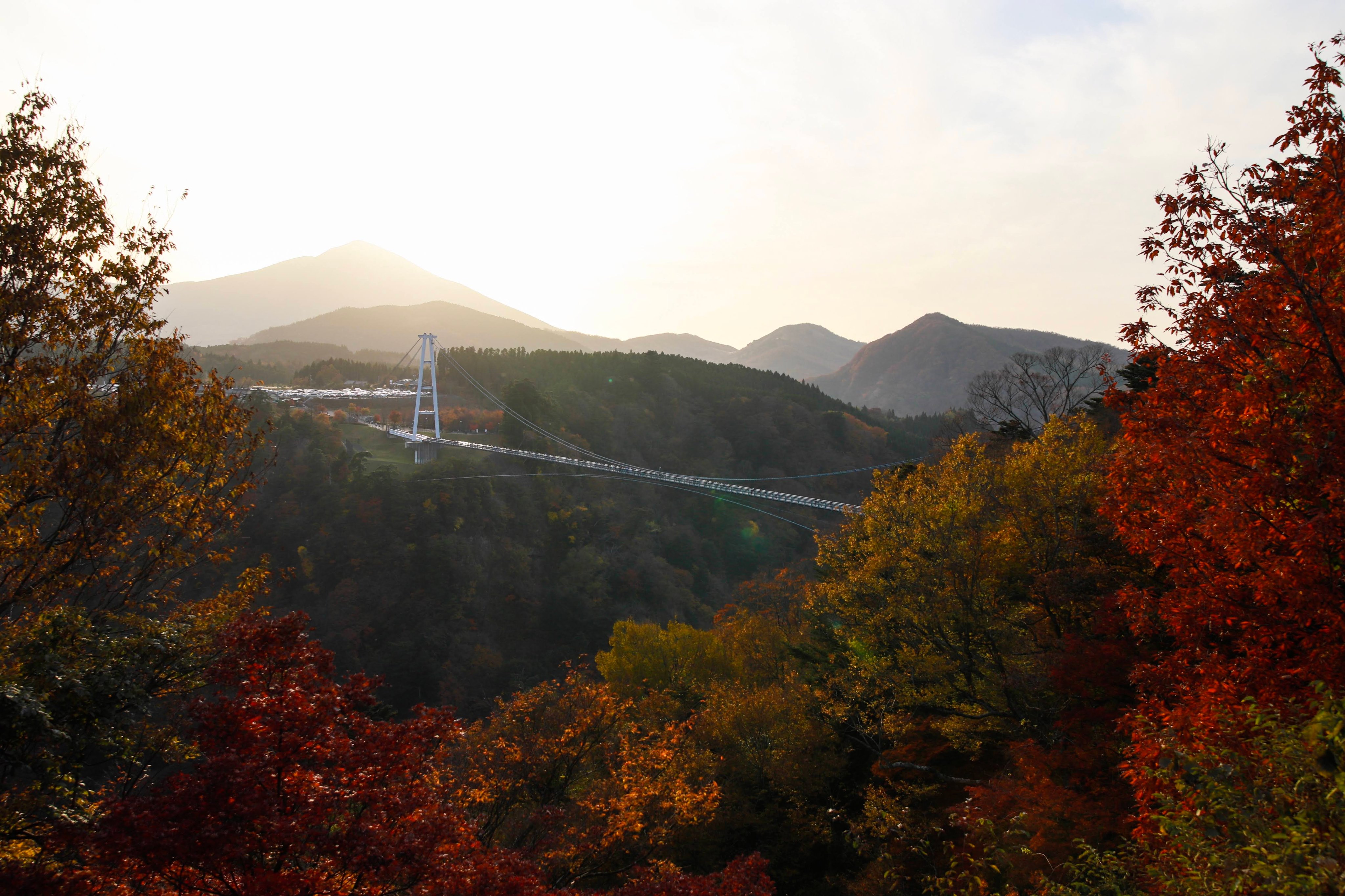大分めだか日和 九酔渓と夢大吊橋に紅葉を見にいってきましたが 駐車場まであと1キロで渋滞にはまり1時間ロスした結果 結局夕暮れ時になりました 残念 西陽で紅葉の色がよくわからず 九酔渓 九重 九重夢大吊橋 T