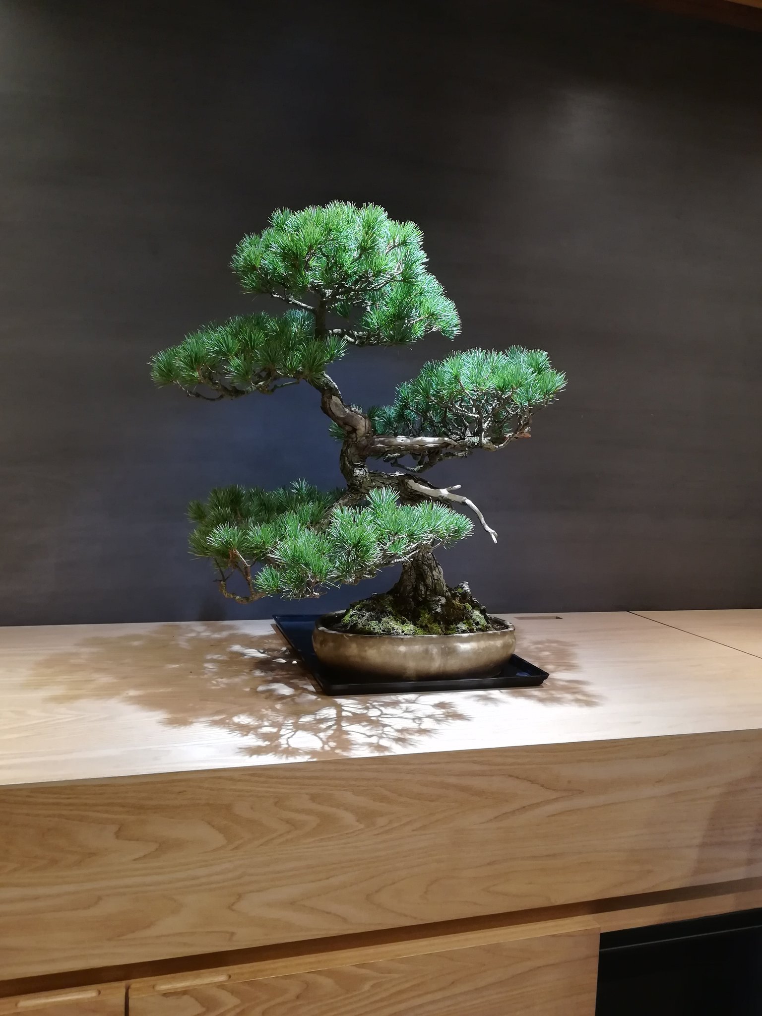 再入荷 sportful スポーツフル 盆栽 bonsai | mediafisher.fr