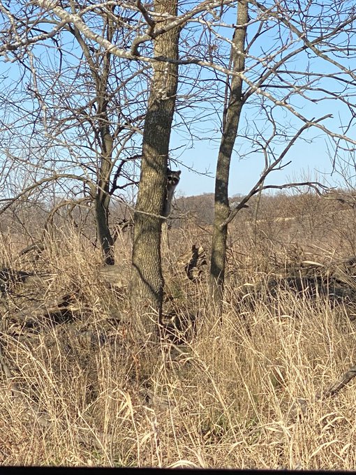 If y&rsquo;all were #deerhunting this weekend, hope you were warm and safe! I didn&rsquo;t see anything worth hanging<a href="/tag/deerhunting"class="tags">#deerhunting</a><a href="/tag/weekend"class="tags"><span>#weekend</span></a><a href="/tag/sundayfunday"class="tags"><span>#sundayfunday</span></a><a href="/tag/hunt"class="tags"><span>#hunt</span></a><a href="/tag/deerseason"class="tags"><span>#deerseason</span></a><a href="/tag/rif"class="tags"><span>#rif</span></a>