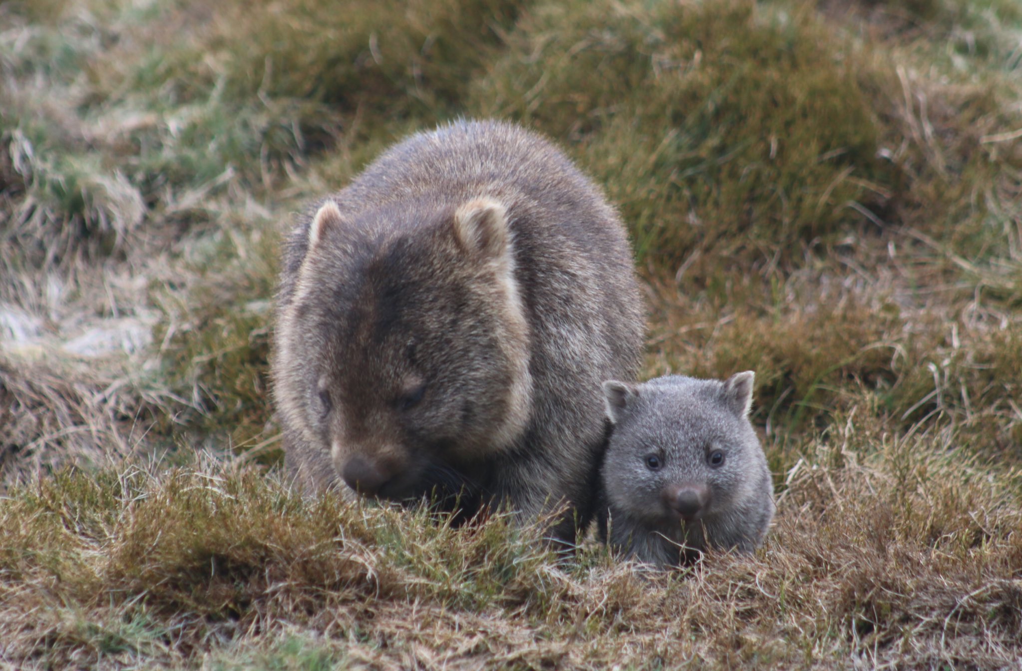 うぉんばっと 特定小型原付「wonkey」 有袋類の動物「ウォンバット」から着想