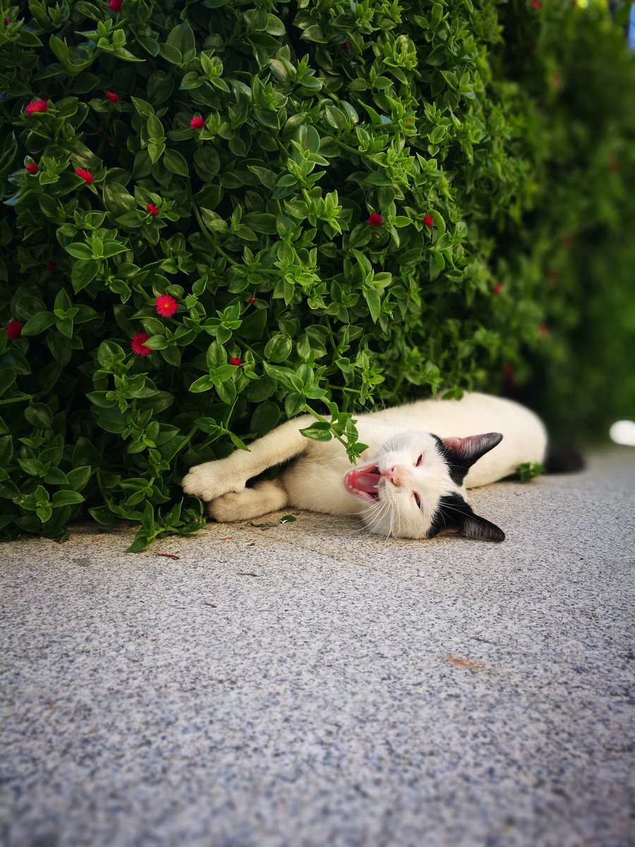 Günaydın 😊
#istanbul #kadıköy #göztepe #businessistanbul  #office  #officelife #businessoffice #businesslife #business
#pazartesi #günaydın #cat