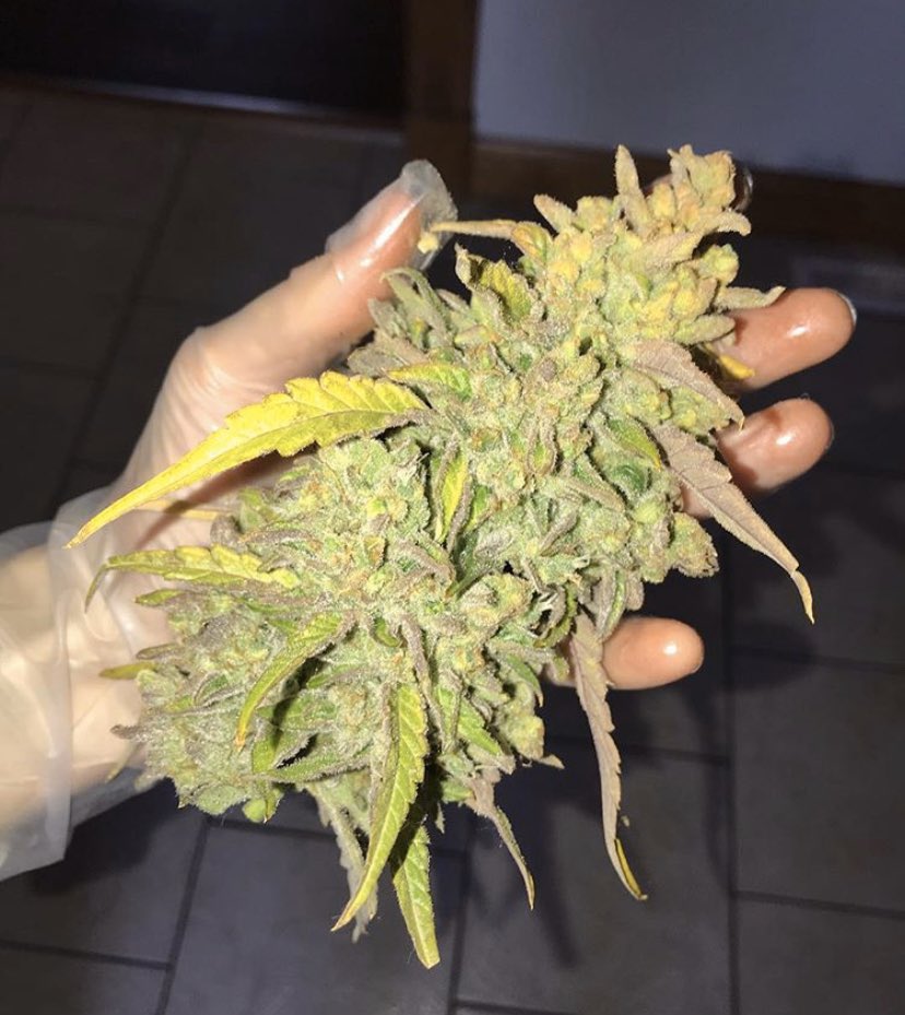 CbTreee's tweet image. Alien vs Triangle
#mephistogenetics
Week 11
Day of Harvest ✂️🌲✂️🌲
#autoflower #cannabisindustry #marijuananews #hightimes #cannabis #medicine #femalegrowers #thisbudsforyou