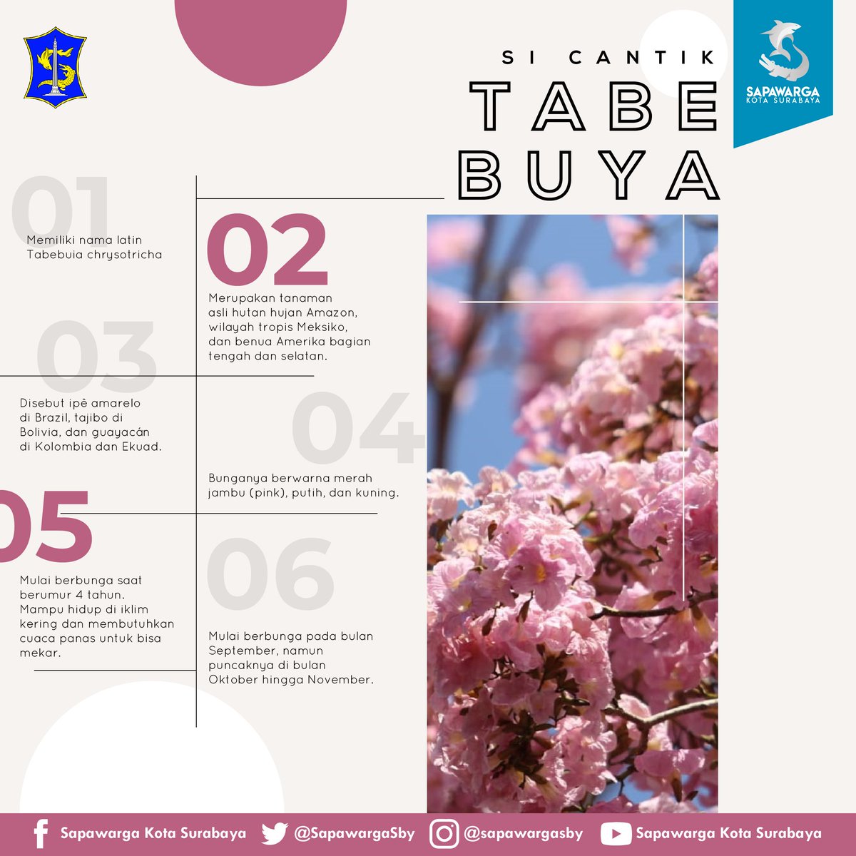 Nama Latin Bunga November Bunga rafflesia memiliki nama