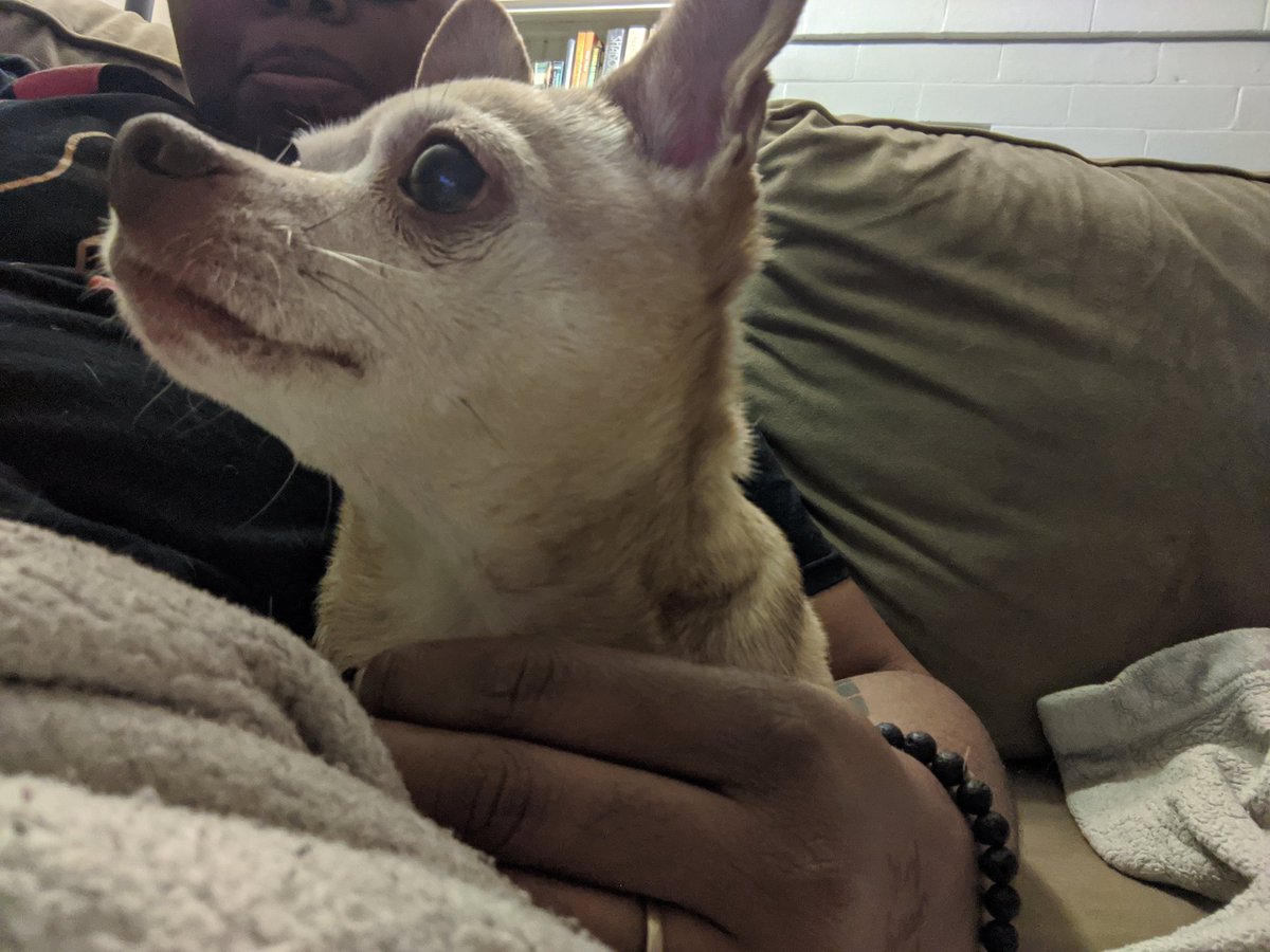 theNextProfX's tweet photo. Home sweet home to the love(s) of my life  #petsofASHE #ASHE2019 https://t.co/5mfLKRCbH5