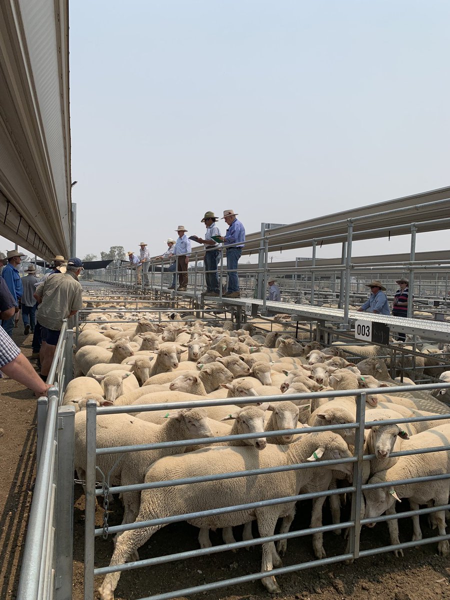 A warm and smoky day in Tamworth today, dropped into #TRLX to see some action. This pen of lambs, 58-62kgs sold for $236/hd.
Heading to #MLA #redmeat2019 tmrw, who’s around? <a href="/AgrifunderAusNZ/">Agrifunder</a>
