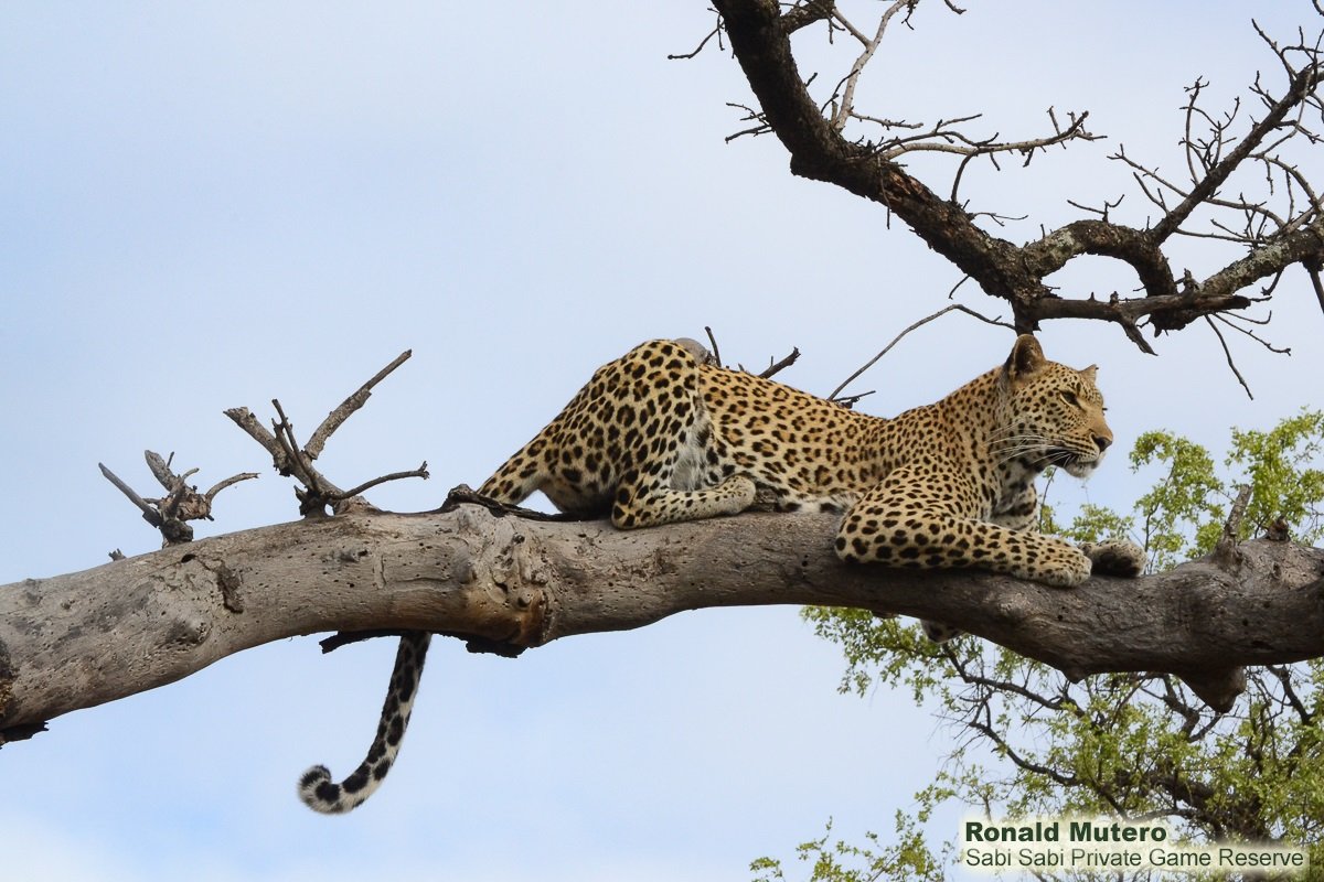 Sabi Sabi tweet media