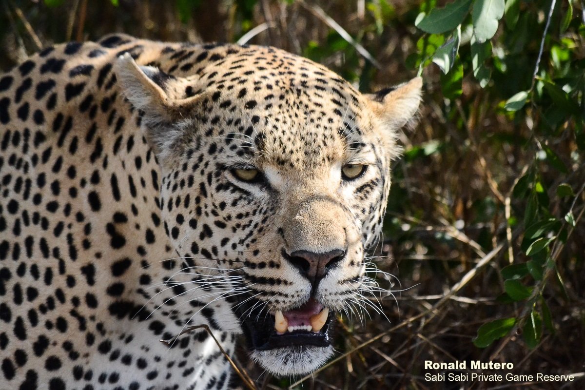 Sabi Sabi tweet media