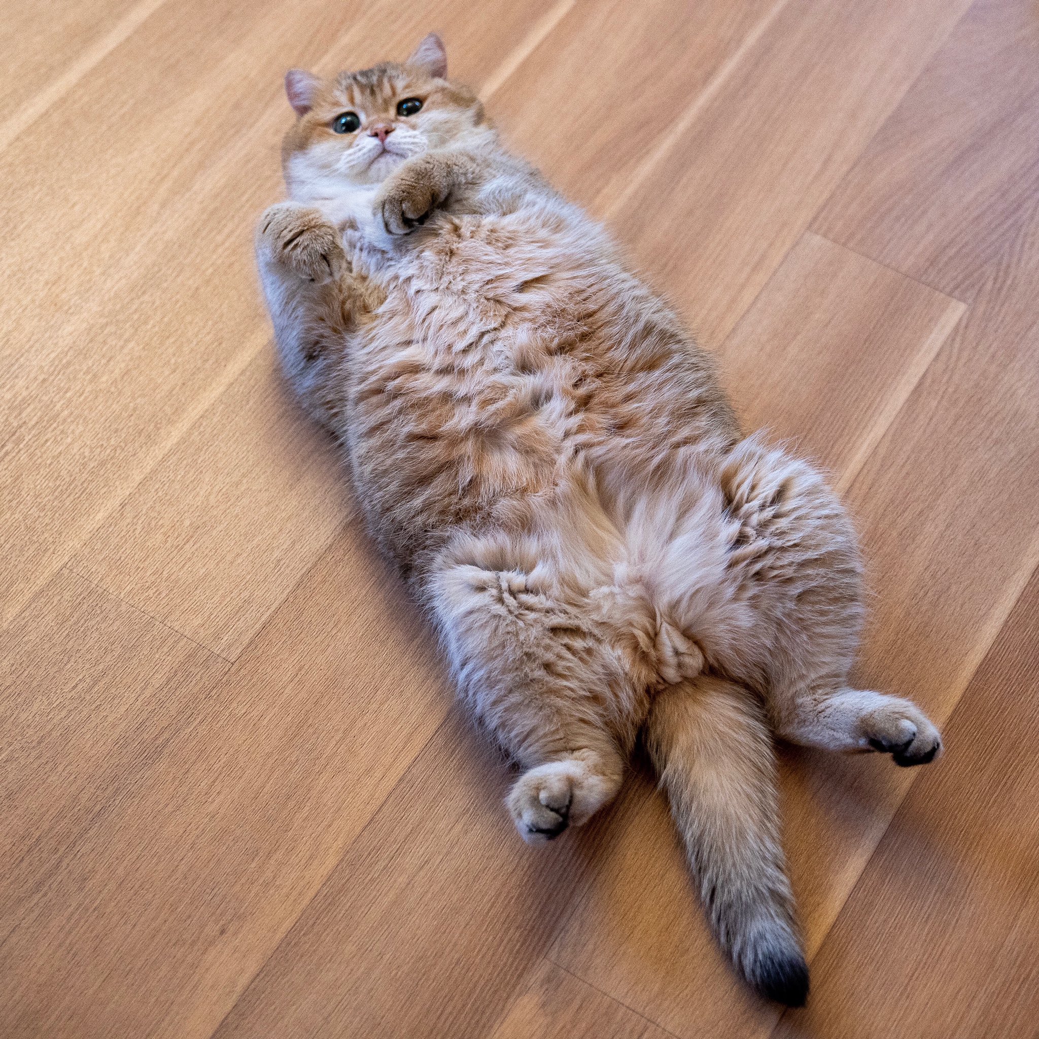 Кот миллион