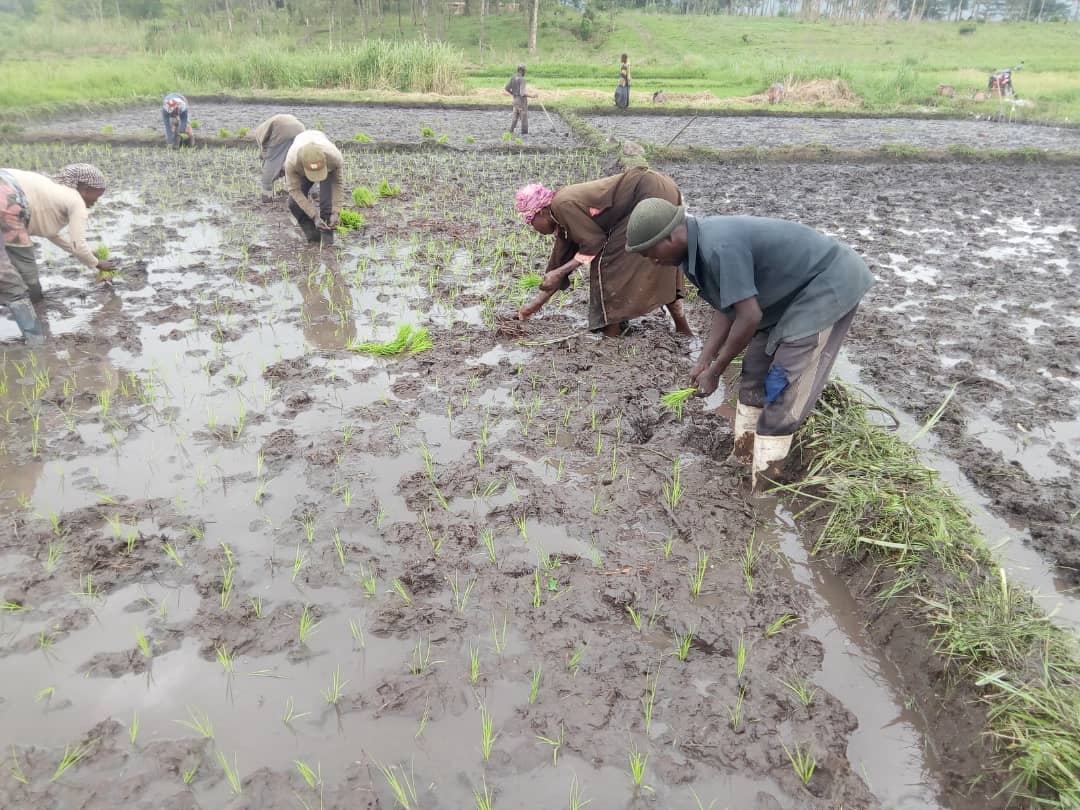 faustinkuli1's tweet photo. The first buyer of rice in the Ruzizi plain in South Kivu in DRCongo is Bralima Bukavu. Already 900 tons of rice are delivered by the 5 cooperatives supported by Agriterra on a total of 1500 tons. Long live the rice project financed by the company Bralima and Agriterra. https://t.co/4kAQud4UXr