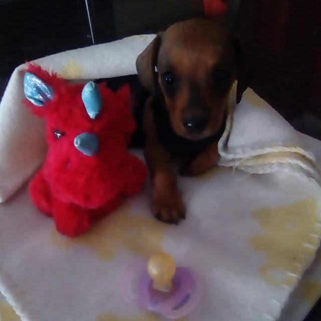TarynMann's tweet photo. Newest member to the family minny KTY 😍 😍❤️😘
#puppy #dashundpuppy #puppylove https://t.co/VKLxypoP05