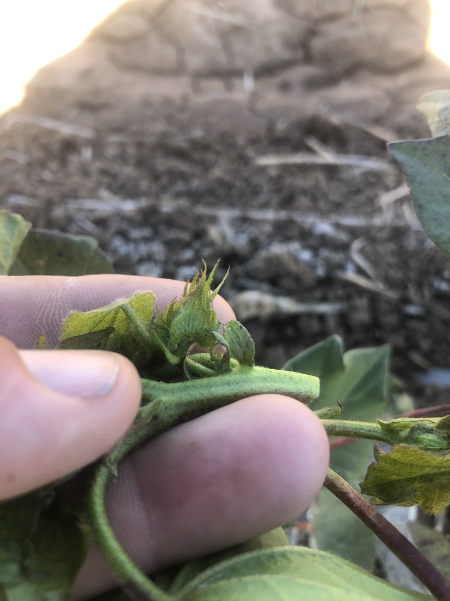 IMAG_Consulting's tweet photo. Forbes 1st Cotton plant (4th Sept) starting to move @ 10-11 nodes &amp; growing away from the thrips. Squaring on 7th or 8th node. Up to 4 squares per plant. Flowers in 3-4 weeks? https://t.co/AmGZY9YVzt