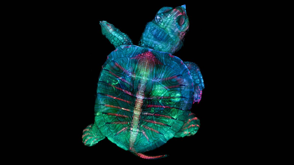 displaymodeuk's tweet photo. See the year’s most remarkable microscope photographs https://t.co/WWOn7Op2j8 https://t.co/hbeH9fnbai