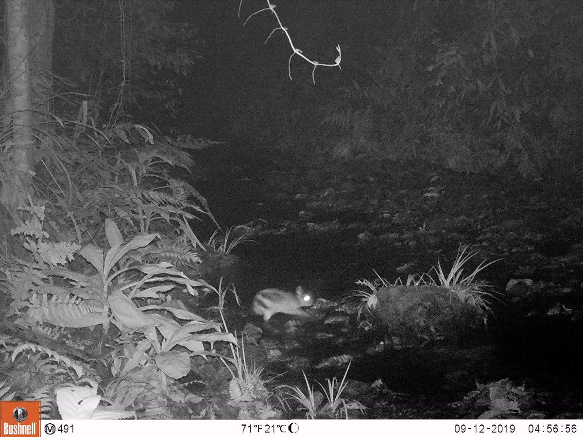 The #Endangered Annamite Striped #Rabbit (Nesolagus timminsi) photographed by a camera trap in Khoun Xe Nong Ma #ProtectedArea, Laos. Just one of many species we hope to protect in a new #conservation concession. Photo copyright of our local partners: SWG/GoL/LWCA.