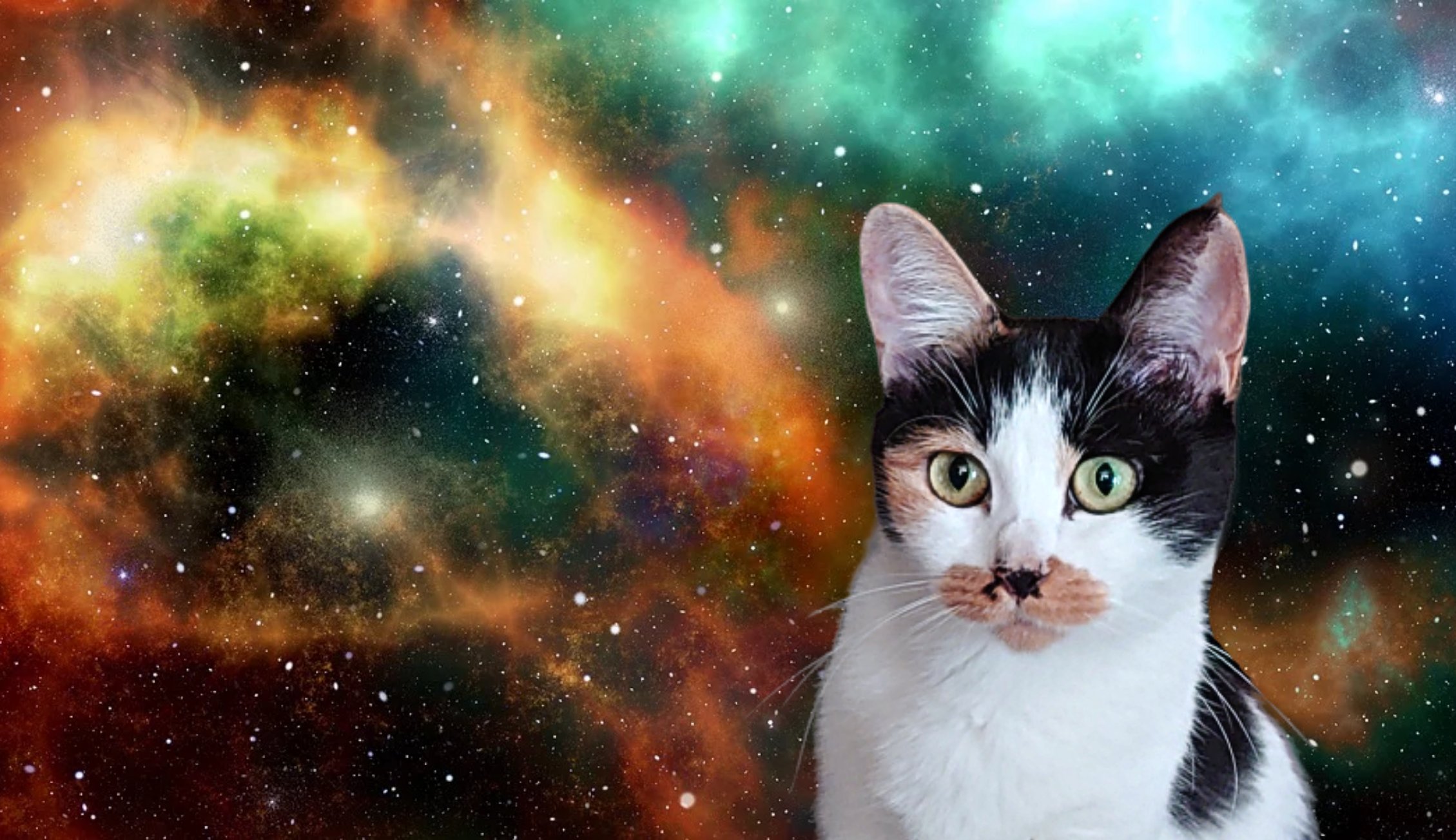 ぐら 宇宙猫インスパイア 二番煎じとも言う 素材 宇宙猫 T Co Hq6qgygzmu Twitter