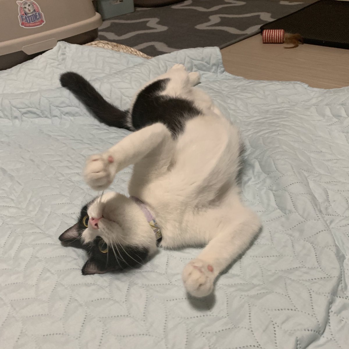siru_the_cat's tweet photo. 사진 속 고영이는 춘배의 엄마 시월이에요! 시루 동생이자 저희 집 둘째구요!
춘배가 결막염과 허피스 흔적이 많을 때 사진이라 아파보이지만 엄마를 닮아 예쁘게 자랄거에요!
이 글이 아닌 타래에 있는 춘배 사진이 최근 모습이고 범백은 물론이고 허피스 결막염도 아주 매니 조아졌습니다! https://t.co/janh1ANwmU