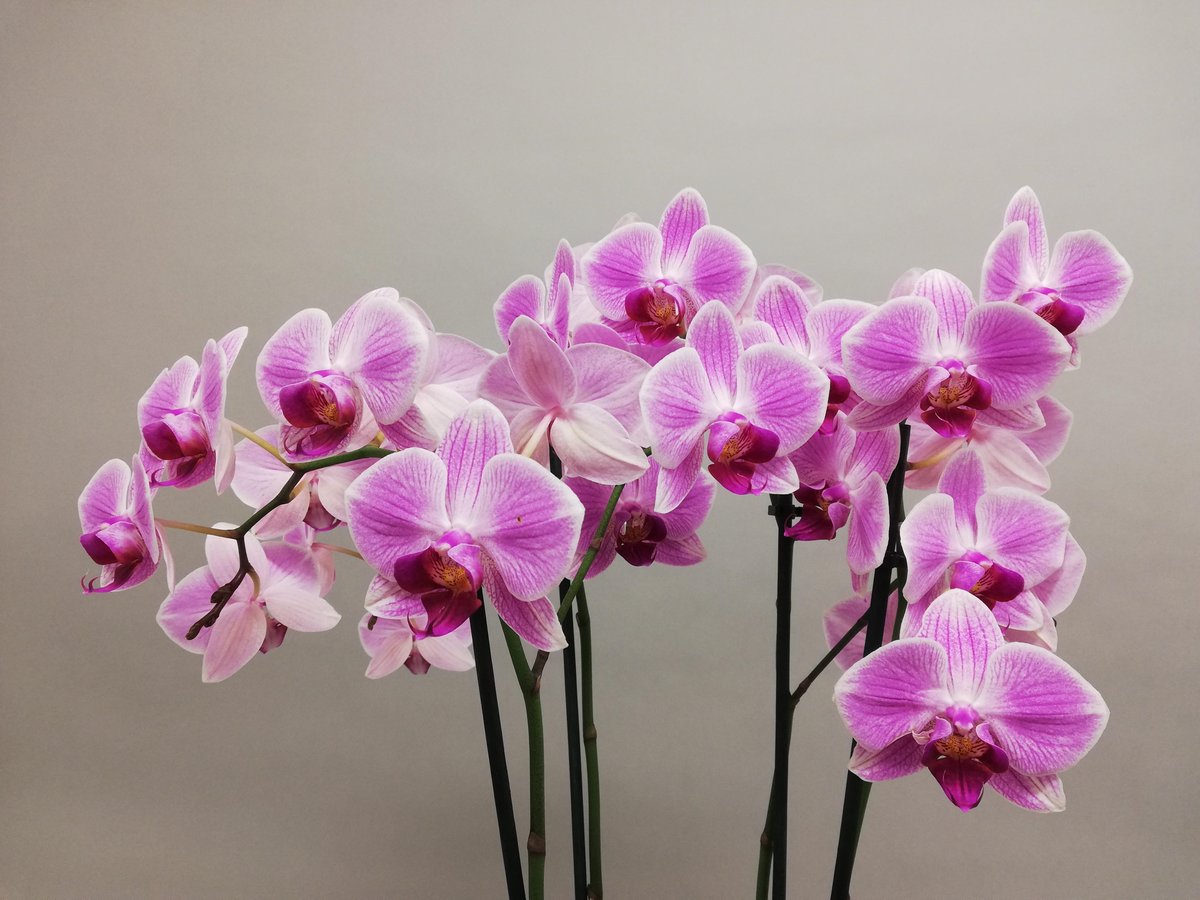 An orchid with several branches gives a beautiful cloud of flowers. Hoog Bos sells orchids with 2 to 6 branches!
#HoogBos #HoogBosorchids #GorgeousGold #orchids #phalaenopsis #grower #instaplants #instaflowers #JongBos #gold #plantsofinstagram #houseplantsofinstagram