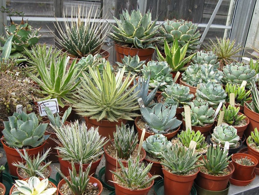 CactusSucculent's tweet photo. Astonishing Agave collection from BCSS member (pic Diane Walpole) #BCSS #CactusSucculent #Agavecollection #succulent #succulents https://t.co/8AY1eIGoL3