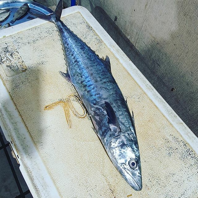 FishTransporter's tweet photo. خباط كيلو وربع 1.25 تقريبا 
الحبة 3.000 
Call / Whatsapp  اتصل / واتساب
35403474
35403474

توصيل اسماك طازجة لجميع مناطق البحرين بدينار ونصف فقط، توصيل مجاني لجميع الطلبات  ١٠ كيلو+ 
We deliver Fresh Fish to anywhere in Bahrain for 1.5BD only, free deliv… https://t.co/jay3oBwYuH https://t.co/t1Dc5R3X6w