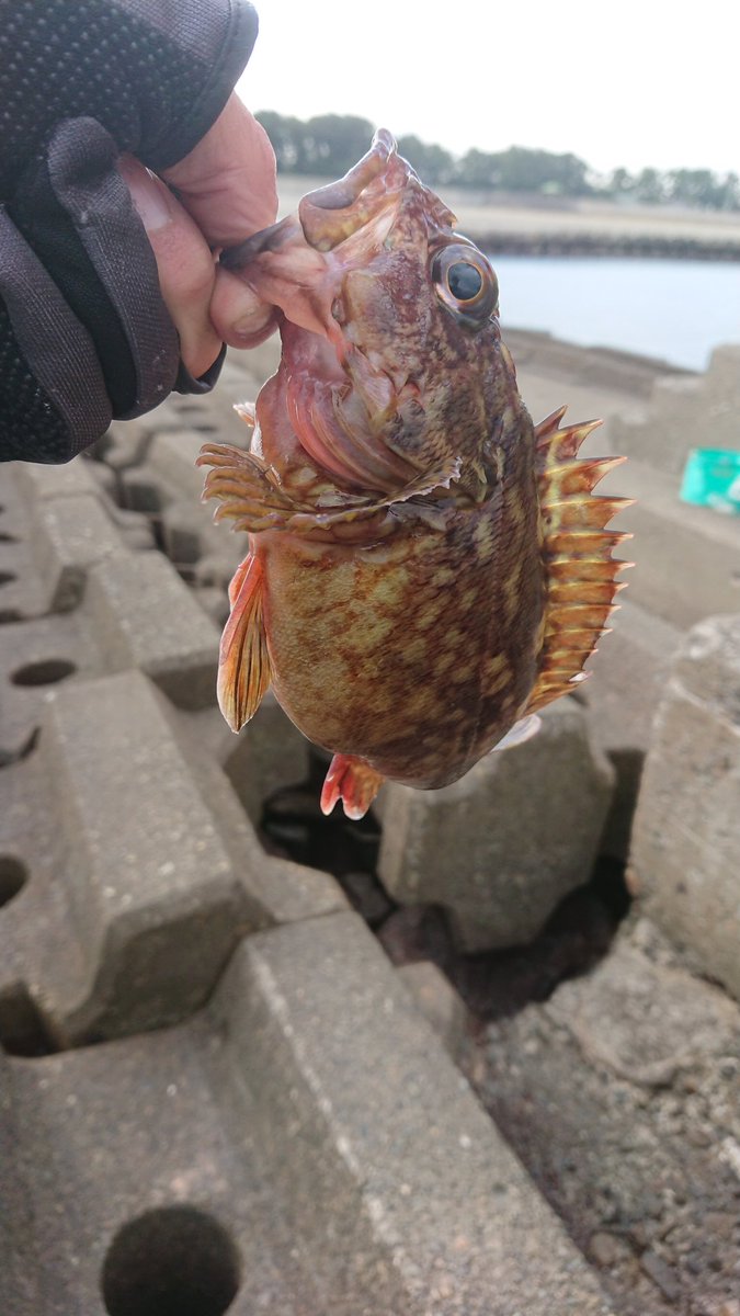 がっくん 今日は朝から釣行 朝から数箇所回りましたが釣れず 最後に向かった大淀海岸でメバリング 穴釣りをし 尺サイズ には届かないもののなかなかの良サイズのカサゴが２匹釣れて満足 釣行 釣行記録 メバリング アジング ロックフィッシュ 根