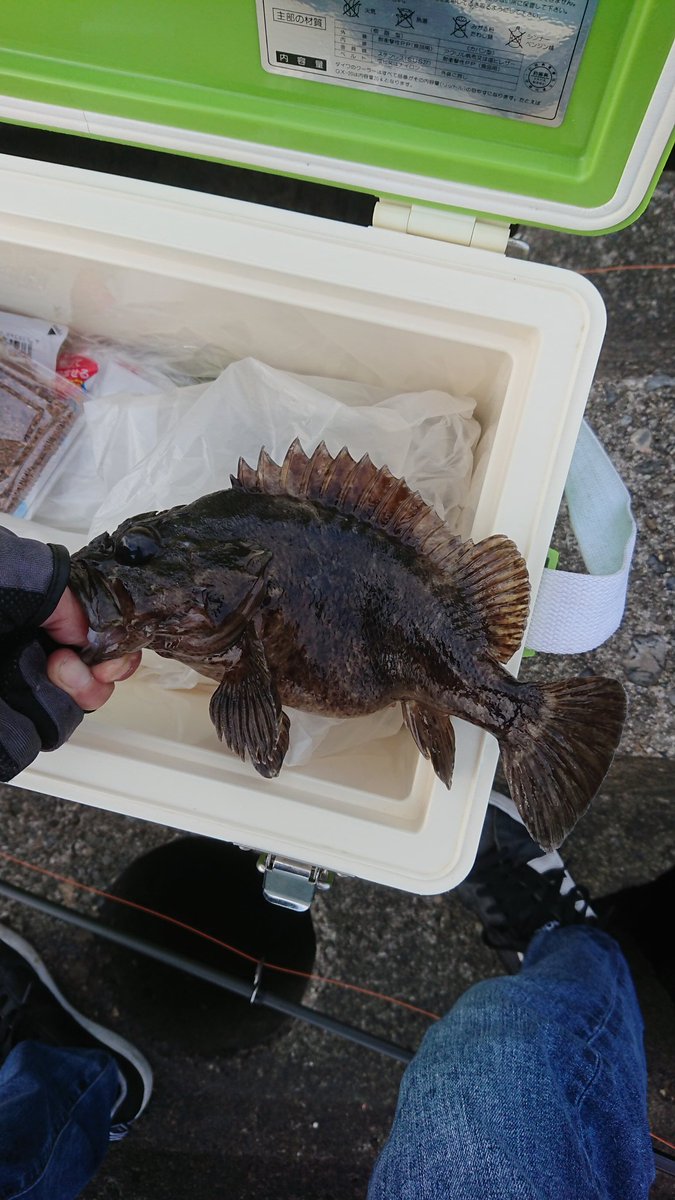 がっくん 今日は朝から釣行 朝から数箇所回りましたが釣れず 最後に向かった大淀海岸でメバリング 穴釣りをし 尺サイズ には届かないもののなかなかの良サイズのカサゴが２匹釣れて満足 釣行 釣行記録 メバリング アジング ロックフィッシュ 根