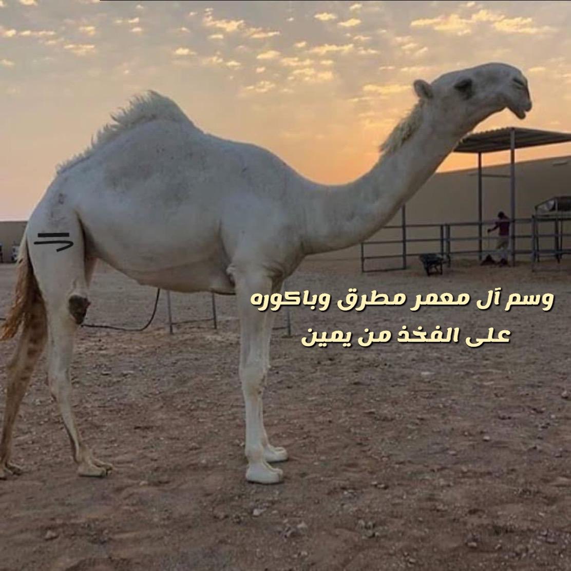 Tamim_bin_Hamad's tweet photo. وسم ال معمر من بني سعد من تميم https://t.co/ZlY4Y5RHob