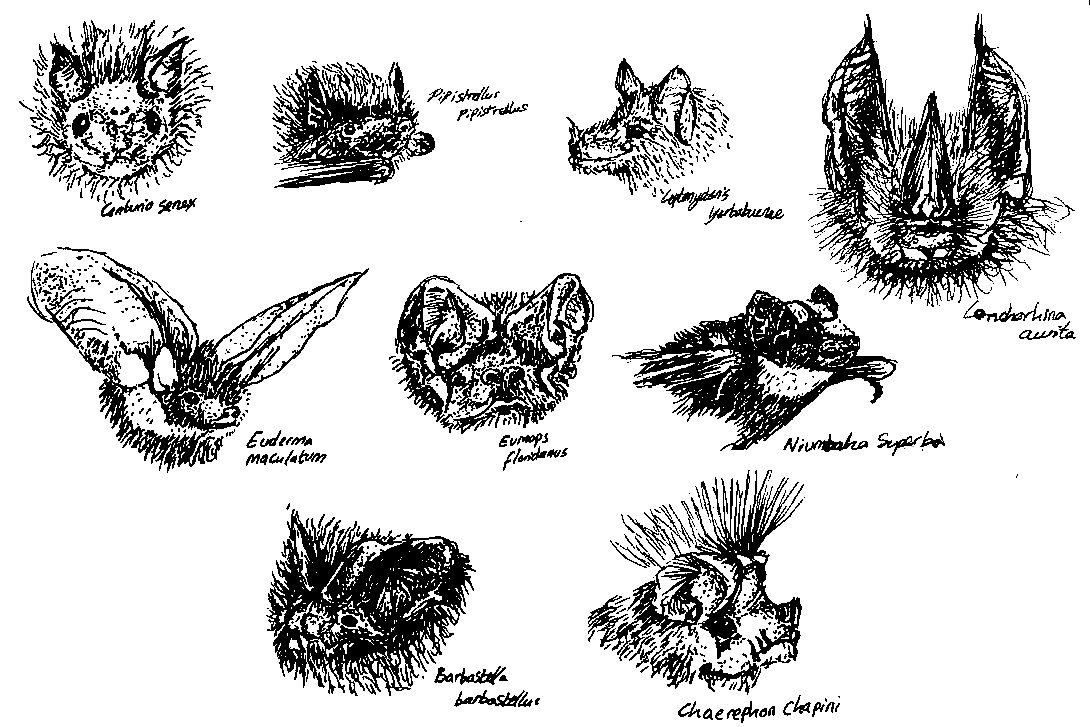 What do you think about bats? 
My Master's explores cross-cultural variation in how humans perceive bats.
If you have a spare 5 minutes, please take the survey below!
smartsurvey.co.uk/s/BatSurvey/

@erik_postma @UoExeterCEC 
#Survey #Bats #UniversityOfExeter #MastersResearch