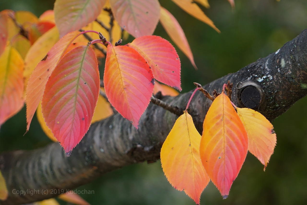 Kudochan 桜の紅葉 急に桜もみじが撮りたくなって 近くの桜の木まで紅葉狩り 笑 紅葉 桜もみじ T Co J02t2elknc Twitter
