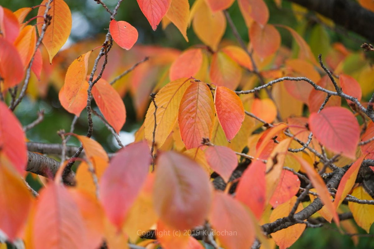 Kudochan 桜の紅葉 急に桜もみじが撮りたくなって 近くの桜の木まで紅葉狩り 笑 紅葉 桜もみじ