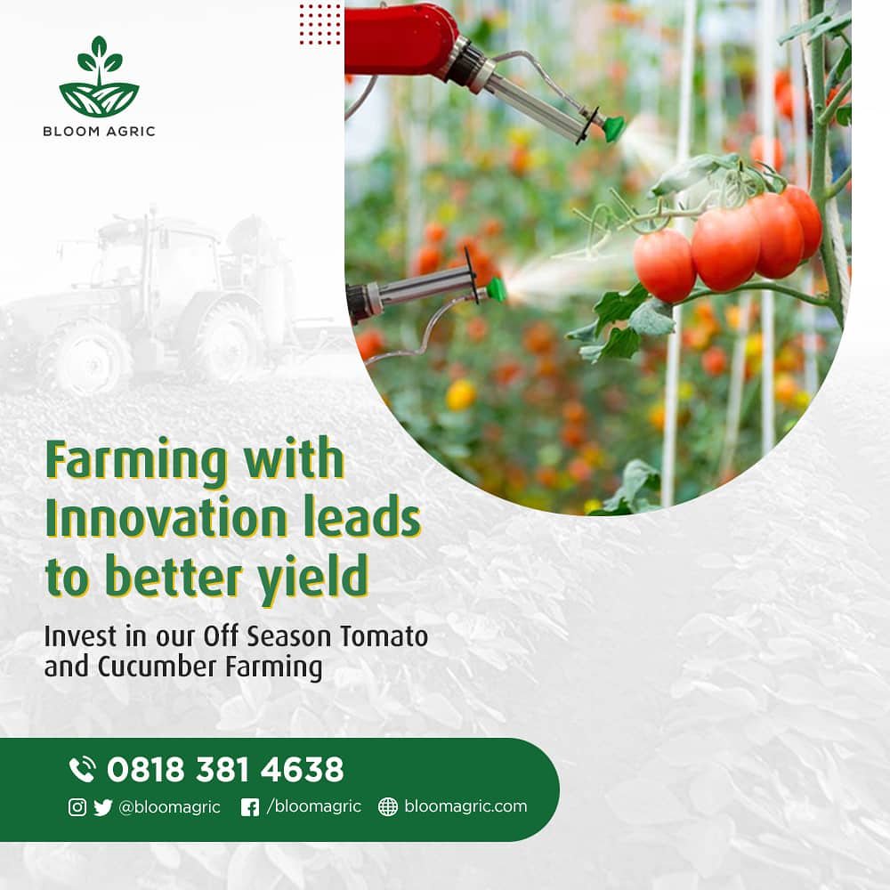 BloomAgric's tweet photo. With modern cultivation techniques, we will plant profitably in the dry season.

Our Off Season #cucumber &amp; #tomatoes #farming gives you a 25% ROI in 9months at a cost of 50k per unit. 

Visit our website on https://t.co/Rh5WERTKWf to subscribe or call 08183814638 for more info https://t.co/aMdcsplmUR