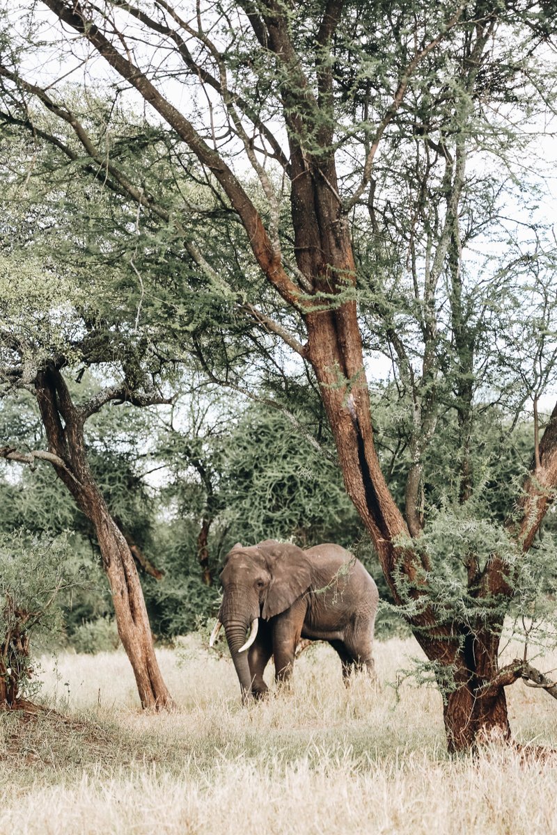 BucketListJrny's tweet photo. First stop on my African Safari with #shadowsofafrica was #Tarangire National Park where there was no shortage of animals. My favorites were the giraffes🦒💛 (and the impalas, and the warthogs, and the lions—ok I liked them all!) https://t.co/lAq0LTJjfu