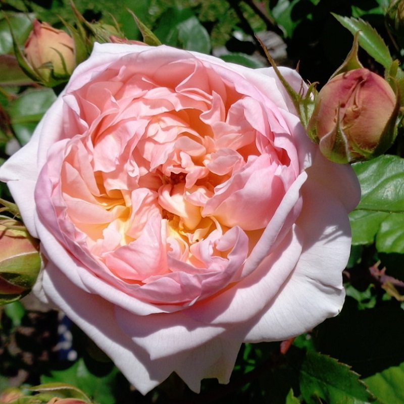 天空のバラ園 園主 アプリコット パルフェ Apricot Parfait T Co I1cmqxwctc エブリン Evelyn の名で販売されていたが現在ではイングリッシュローズのカタログからも消えたいわゆる ヒストリカル 品種 1991年作出 名は香水会社にちなむ 天空のバラ園 園主 アプリコット パルフェ Apricot Parfait T Co I1cmqxwctc エブリン Evelyn の名で販売されていたが現在ではイングリッシュローズのカタログからも消えたいわゆる ヒストリカル 品種 1991年作出 名は香水会社にちなむ