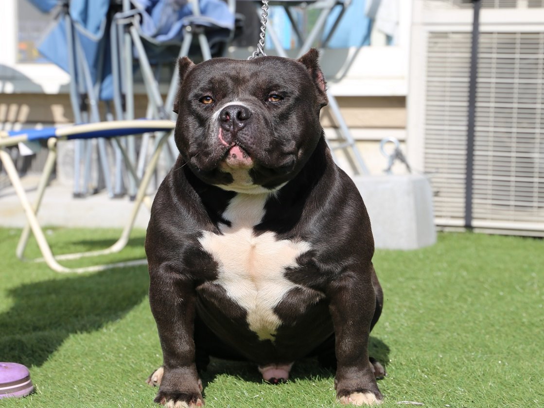 Pelariza Bullies Pelariza Bullies アメリカンブリー 犬ブリーダー Americanbullys アメリカンブリーパピー Americanbully ブサカワ犬 マッチョ犬 Japanesebully Americanbullyjapan ブリー 犬のいる暮らし いぬすたぐらむ Dog ブリータイプ Pelariza Bullies Pelariza Bullies アメリカンブリー 犬ブリーダー Americanbullys アメリカンブリーパピー Americanbully ブサカワ犬 マッチョ犬 Japanesebully Americanbullyjapan ブリー 犬のいる暮らし いぬすたぐらむ Dog ブリータイプ