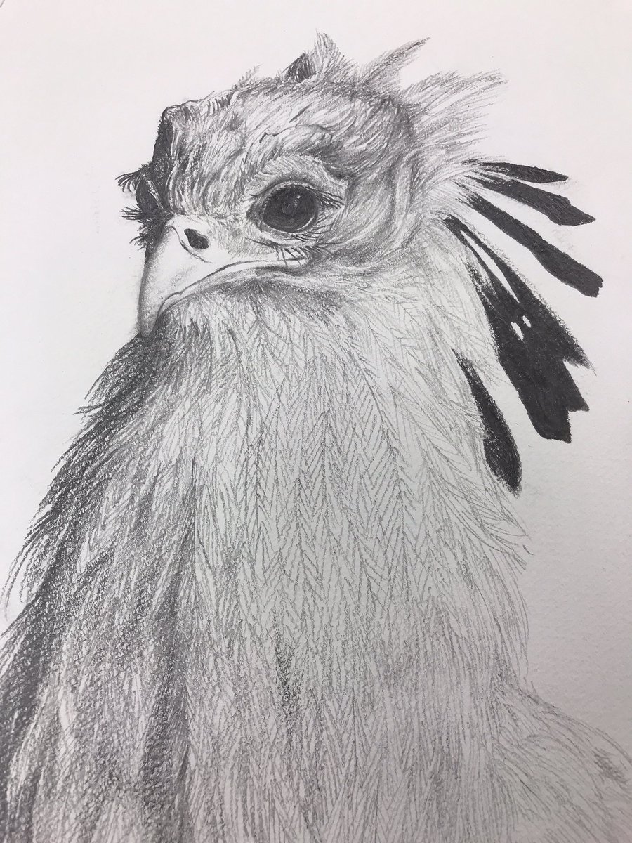 ルーナ 最近鉛筆で鳥描くのにハマってます 鉛筆画 鳥好き 絵描きさんと繋がりたい ルーナ 最近鉛筆で鳥描くのにハマってます 鉛筆画 鳥好き 絵描きさんと繋がりたい