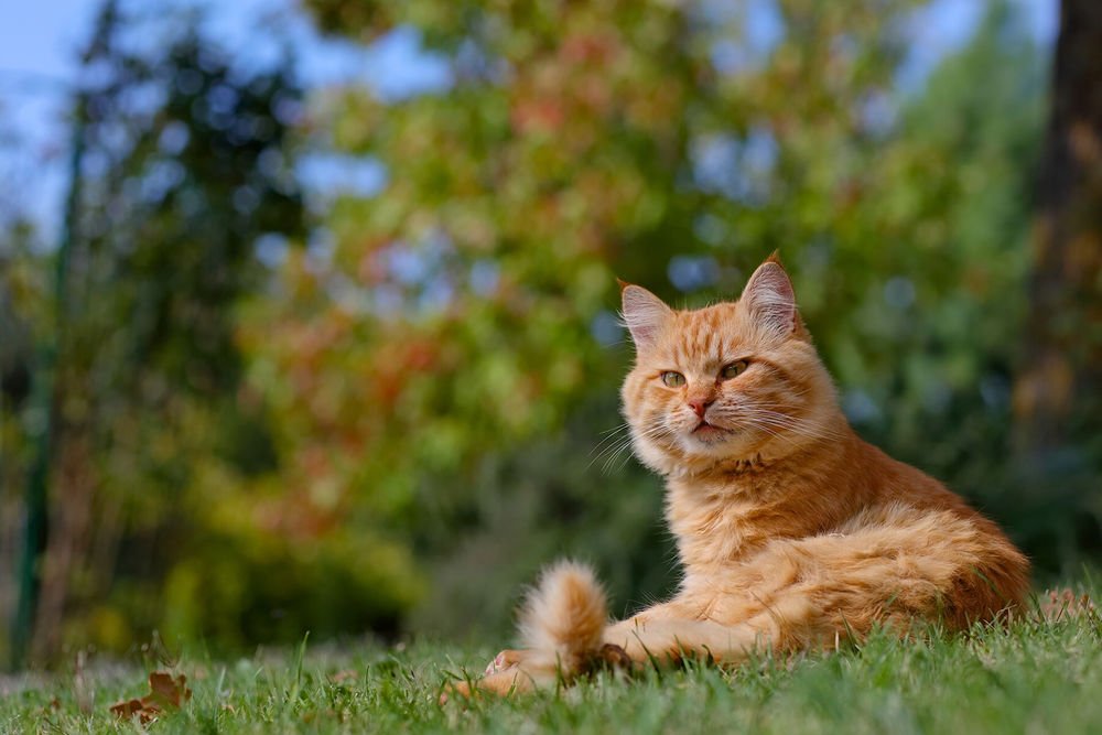 Теги: #рыжий_кот #рыжий #взгляд
Категория: #Кошки
Размер: #1920x1280

СКАЧАТЬ ► 7fon.org/Wall/g970316/
ПРИЛОЖЕНИЯ ► 7fon.org/ANDROID/,  7fon.org/iOS/