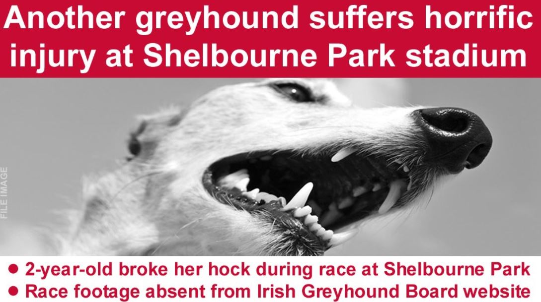 shelbourne dog racing tonight