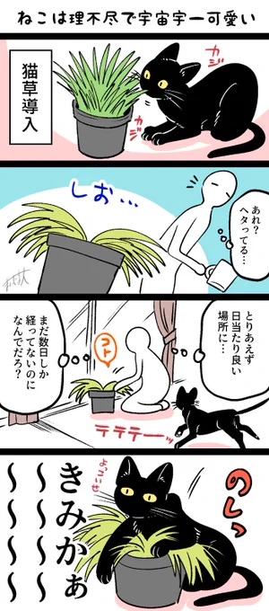 ねこは理不尽だけど叱れない#宇宙一可愛いねこ 