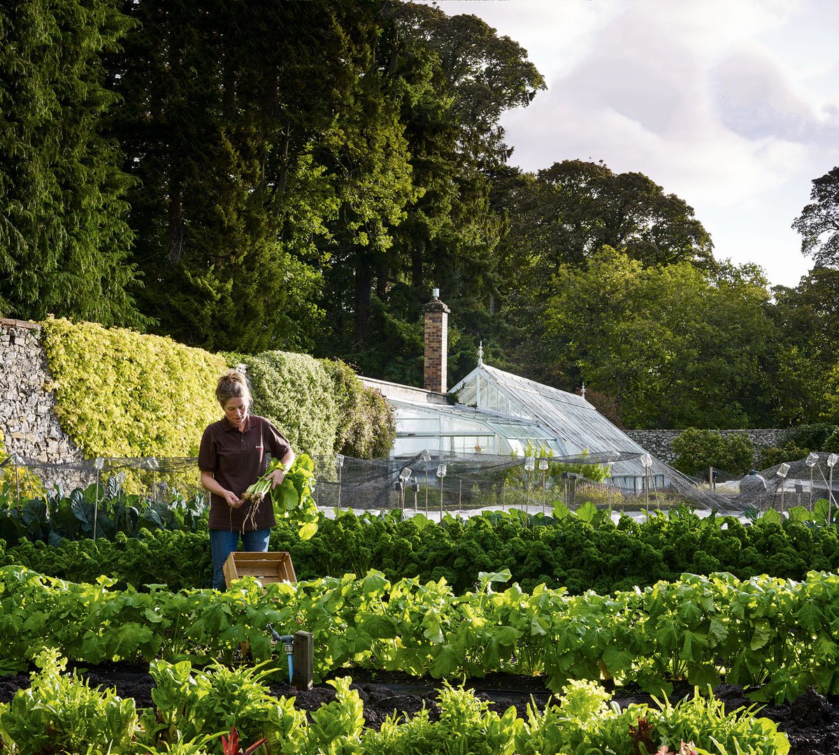 GdnsIllustrated's tweet photo. Learn what it takes to create this beautiful kitchen garden on Gleneagles Estate https://t.co/bY1l5w13Rb https://t.co/AFFhcchgMT