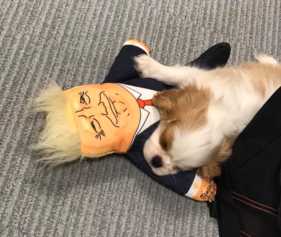 Meet Hugo! It was a tough first day in the office for the adorable Hugo. After starting the day feeling very enthusiastic, after lots of meetings and paw shakes in-between investigating open doors, by the end of the day Hugo just needed to rest! #Puppy #Puppylove #Doglife 🐾❤️💤