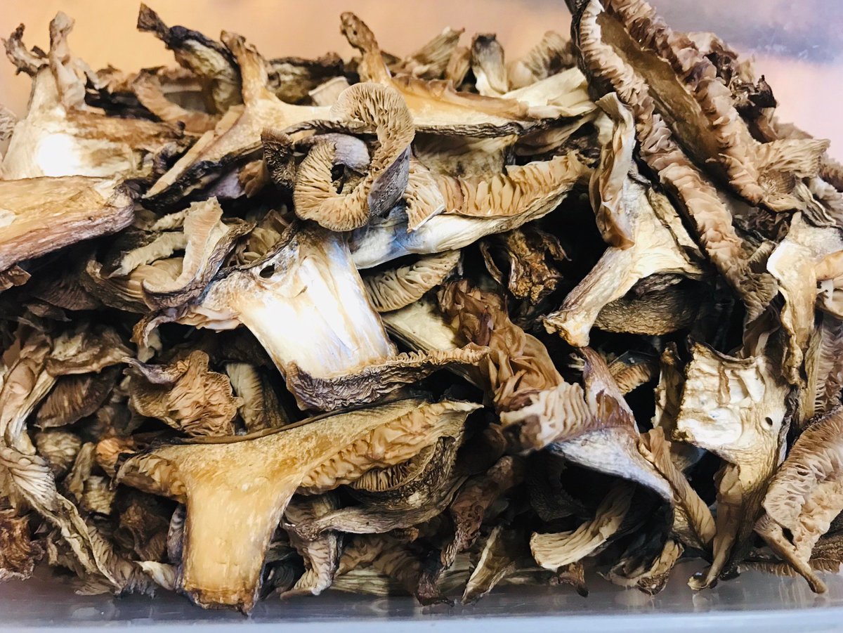 Drying Field Blewits.
#foraging