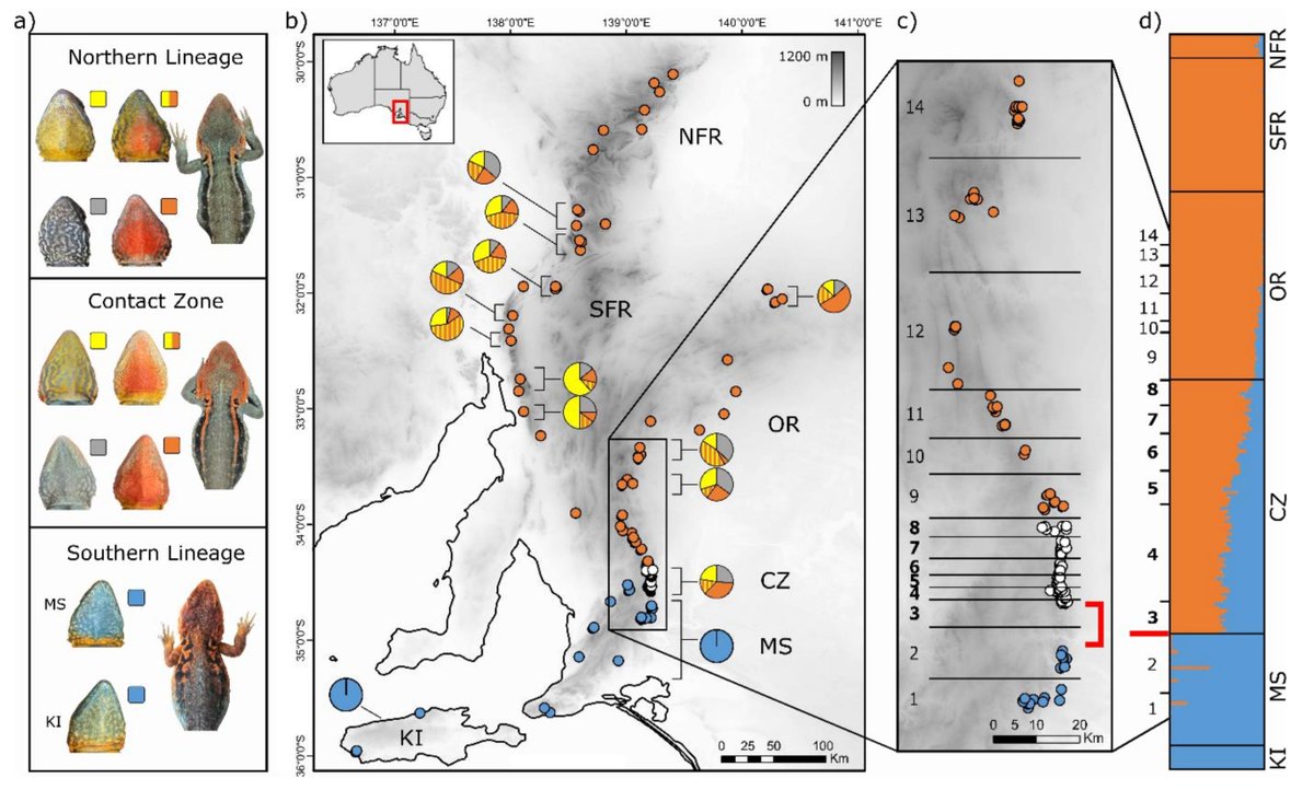 NicholasWuNZ's tweet image. Great visualisation of biogeographical variation in throat colour and genetic structure between lineages of tawny dragons by @colorfulagamids biorxiv.org/content/10.110… #herpsci