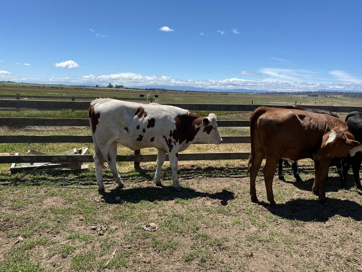 MaileBen's tweet photo. F1 #Montbéliardes crossbred averaging 430kg mating weight 👌 https://t.co/3RrubPiDUG