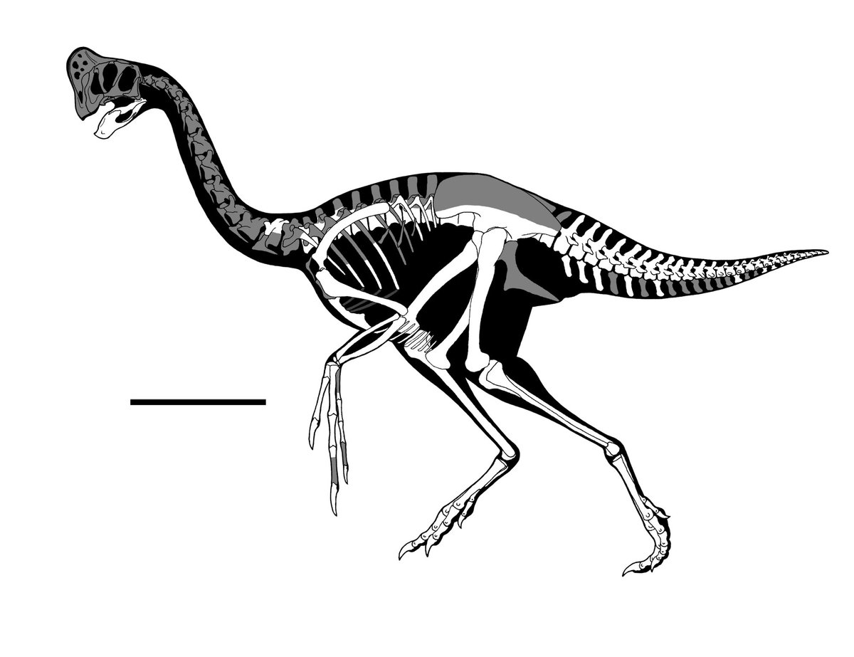 GET_AWAY_TRIKE's tweet photo. Skeletal reconstruction of Gigantoraptor erlianensis holotype LH V0011. Scale bar is 1m. https://t.co/KjBiU8p7cO