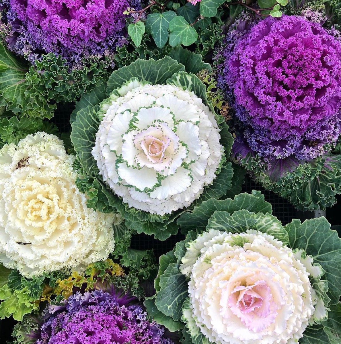 These ornamental cabbages are a great touch of colour in your garden, even on a dull day. #gardening