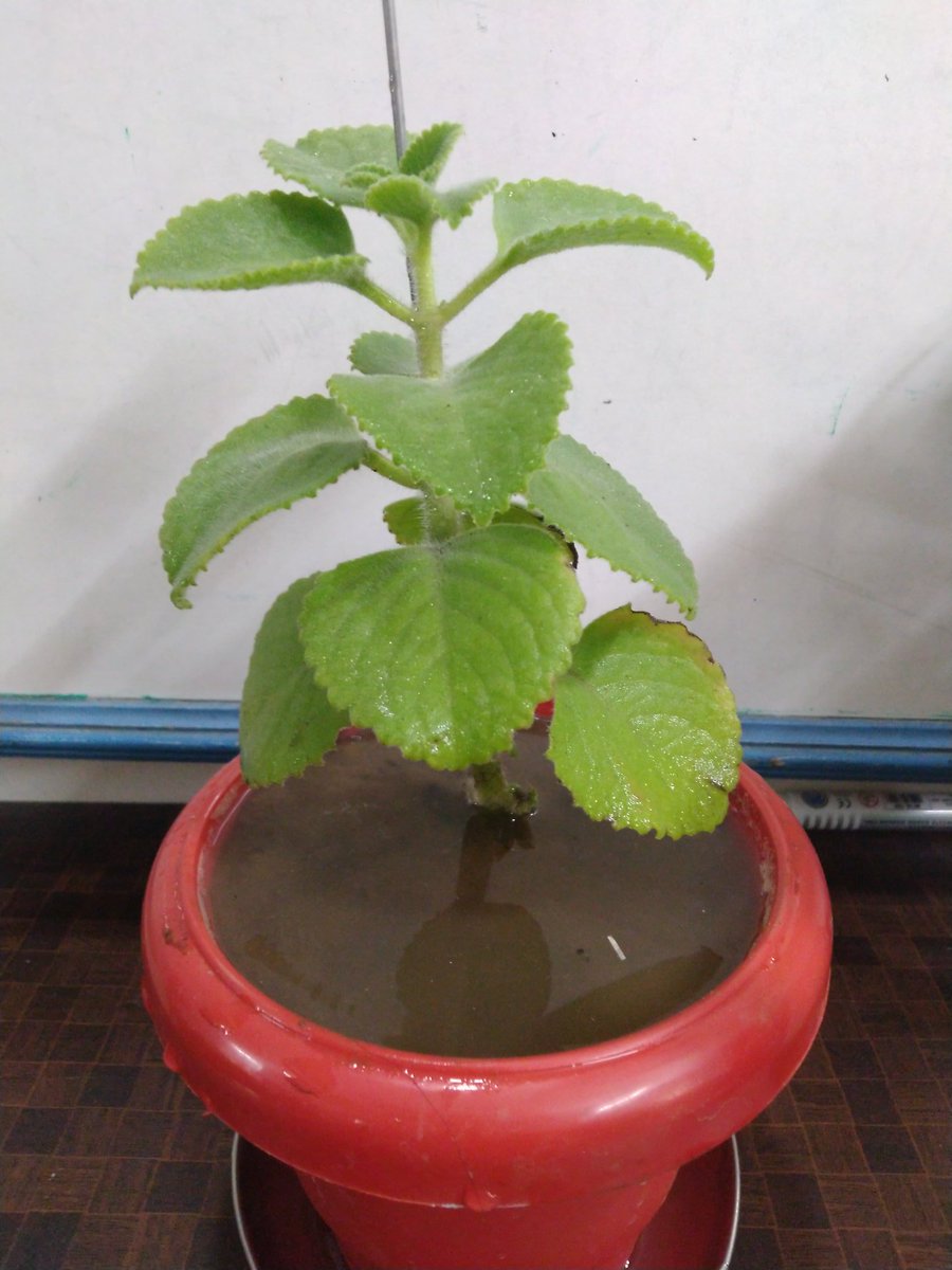 harshil_pitroda's tweet image. Two more plants added 
1)Ajmo  2)Spider plant
Plants bring so much positive energy with them. So Grow More and More....
@aditiraval Thank you for appreciating. 🥰#MyBabyTree
@RjDhvanit 
@AmdavadAMC 
@ibijalpatel 
@vnehra