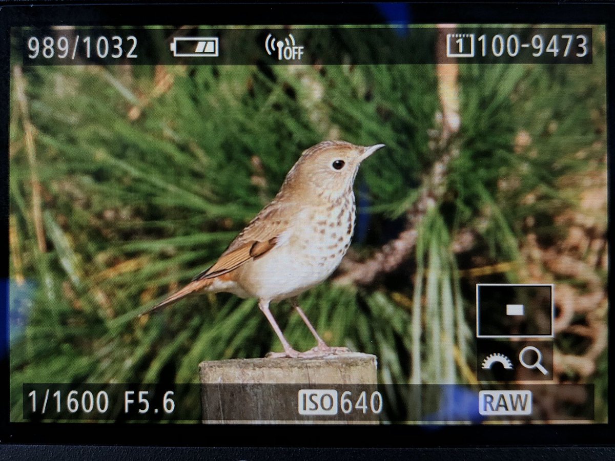 Graham Gordon lands a monster!! HERMIT THRUSH on St. Mary’s, Scilly at the pumping station end of Kitty Down!! The autumn that keeps on giving! Get in!!! #ScillyBirds #HermitThrush #Catharus #Mega