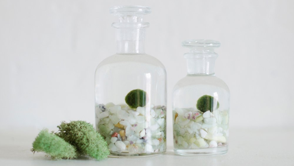 If you're looking for looking for unique and essentially self-sustaining house plants, then look no further! Marimo moss balls to the rescue! #marimo #marimomoss #marimomossballs #algae #aquaticplants #houseplants #houseplantsofinstagram #prismaticgardens