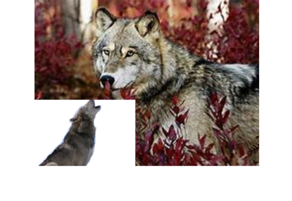 BenElli72918272's tweet photo. These WILD and breath-taking animals are currently in danger and need our help, I am doing a support project to save these animals. #Savethewolf https://t.co/IlDFztQmbl