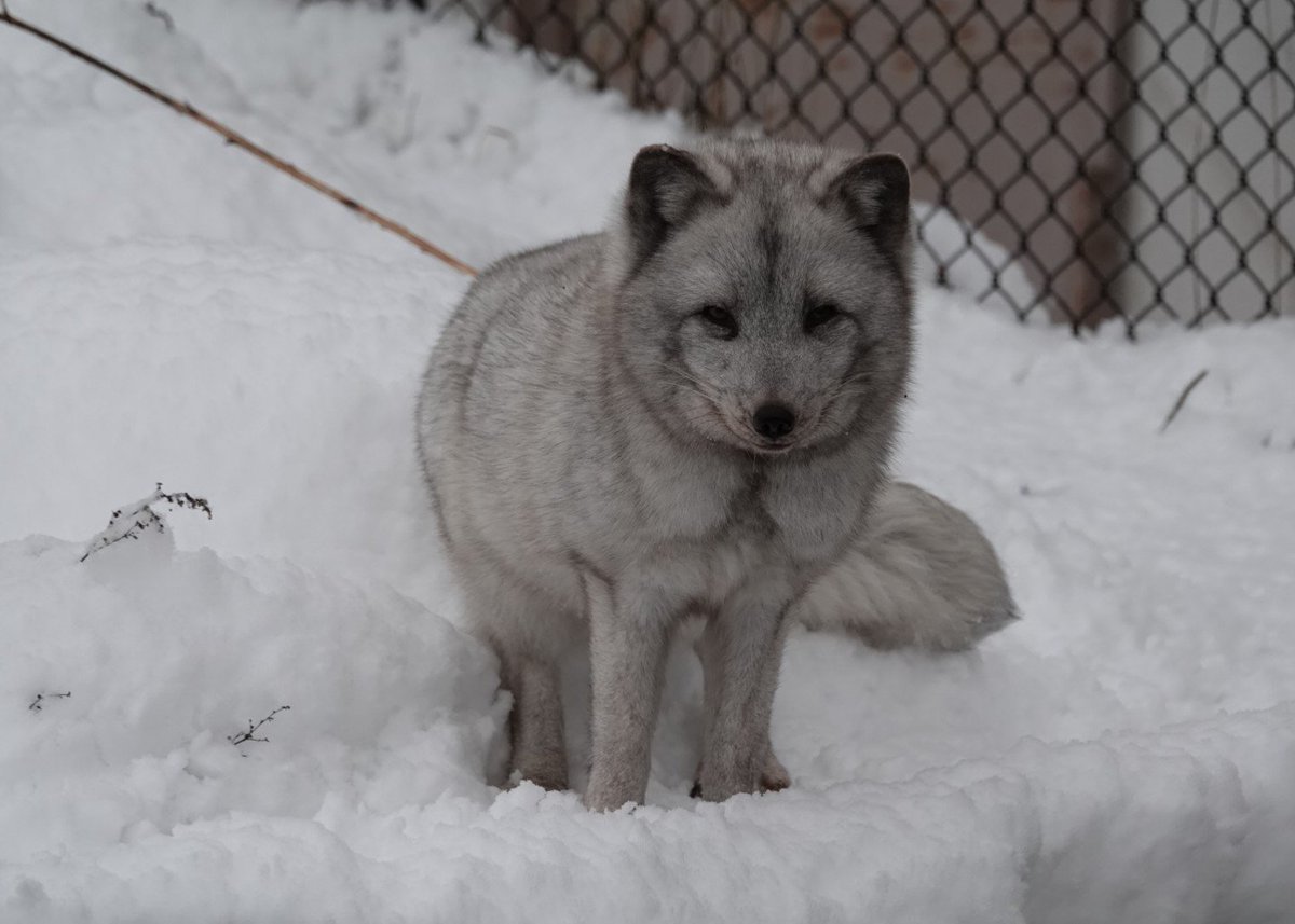 ホッキョクギツネ