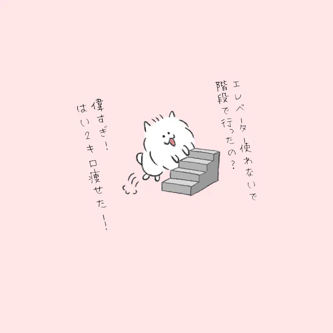 エレベーターを使わないで階段で行ったのを褒めてくれるポメラニアン。 